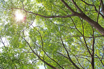 日差し　新緑