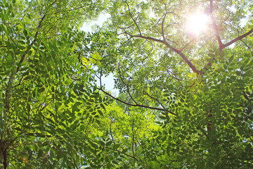 日差し　新緑