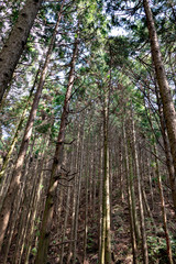 Kumano kodo street in Japan