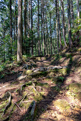 Naklejka premium Kumano kodo street in Japan