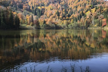 Autumn colorful foliage with lake reflection. 