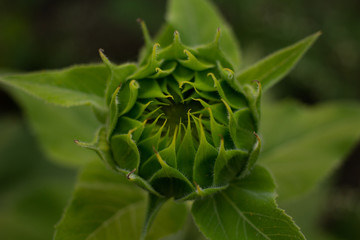 Beautiful sunflowers bloom in a sunflower field on a late summer day. high angle view, low angle...