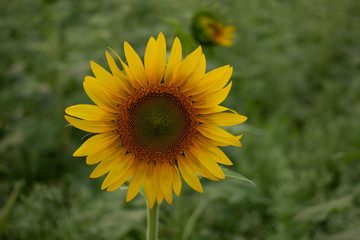 Beautiful sunflowers bloom in a sunflower field on a late summer day. high angle view, low angle view