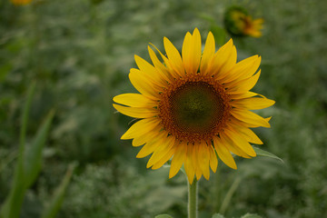 Beautiful sunflowers bloom in a sunflower field on a late summer day. high angle view, low angle view