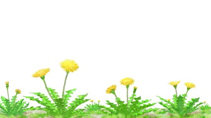 タンポポのイラスト素材