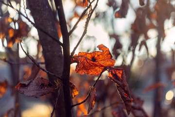 autumn leaves on tree