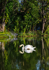 Wild white swan on a lake at botanic garden