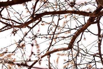 Fototapeta na wymiar Beautiful cherry blossom sakura in spring time over blue sky