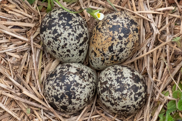 Four killdeer eggs lay in a ground nest just before sping begins in Raleigh North Carolina.