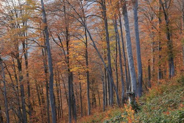Autumn forest nature. Vivid morning in colorful forest with sun rays through branches of trees. Scenery of nature with sunlight.savsat/ARTVİN/TURKEY