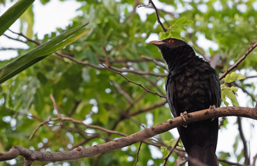 Close up Male Asian Koel Bird Perched on Branch