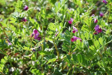 Common vetch flowers