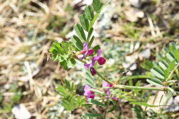 Common vetch flowers