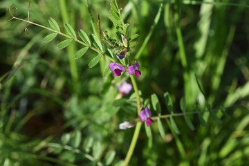 Common vetch flowers