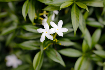 Close-up White Flowers Background