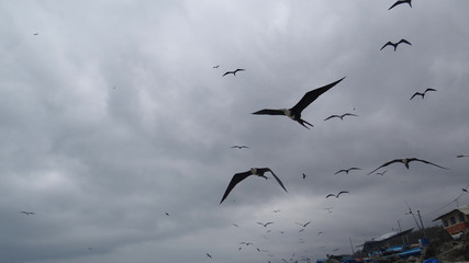 El Matal Gaviotas