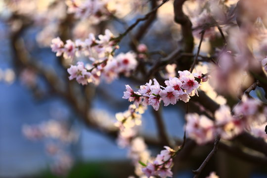 In full bloom in the peach blossom