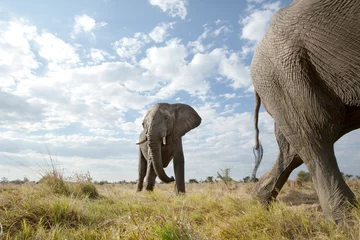 Zelfklevend Fotobehang Low angle of an elephant passing © 2630ben