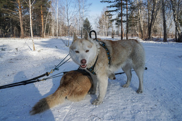 two cute Siberian Husky dogs in dog sledge farm