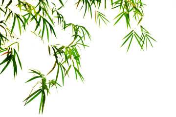 Fototapeta na wymiar Bamboo leaves on white background