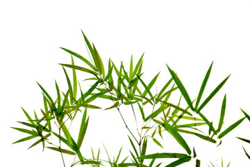 Bamboo leaves on white background