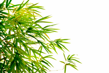 Bamboo leaves on white background