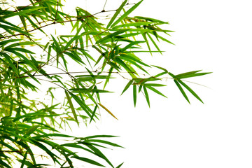 Obraz premium Bamboo leaves on white background