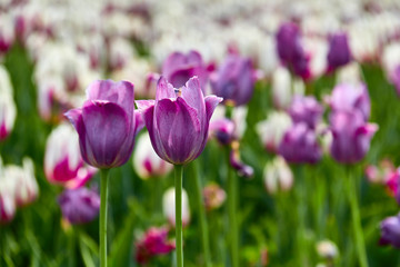 Purple tulips. Spring.