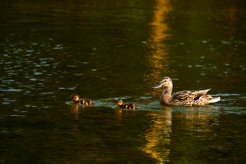 Wild duck with ducklings swimming in a pond.