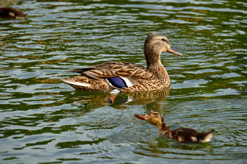 Wild duck with ducklings swimming in a pond.