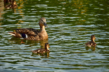Wild duck with ducklings swimming in a pond.