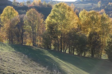 Fototapeta premium Autumn forest nature. Vivid morning in colorful forest with sun rays through branches of trees. Scenery of nature with sunlight.savsat/artvin/turkey