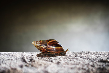 butterfly on stone