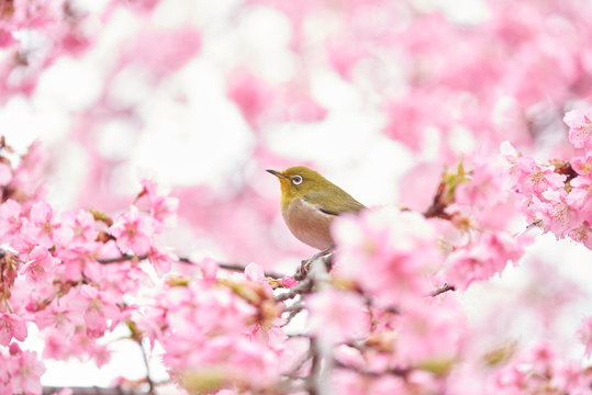 タカハシサトシ Photos Images Assets Adobe Stock