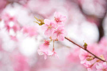 桜とメジロ