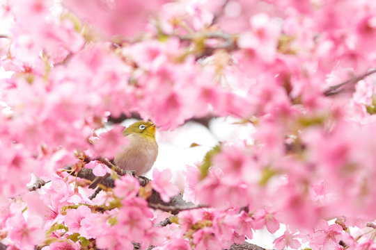タカハシサトシ Photos Images Assets Adobe Stock