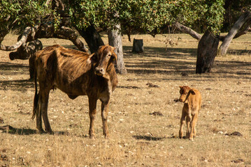 A dehydrated cow and its calf in drought-stricken Australia