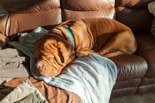 Mastiff dog sleeping on sofa