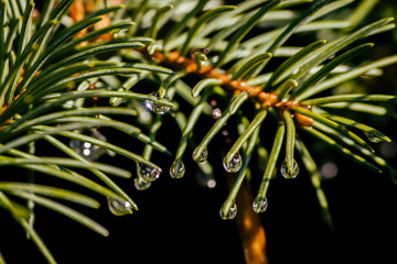 Naklejka na ściany i meble Raindrops on the needles of a Christmas tree photographed in close-up
