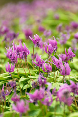 カタクリの群生　秋田・八津