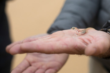 Tiny gecko in a man's hand