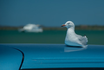Seagull rests on on car roof