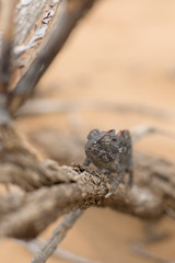 Chameleon in Dorob National Park