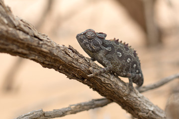 Chameleon in Dorob National Park