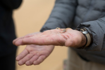 Chameleon in Dorob National Park