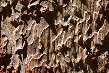 Bark