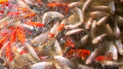 Koi fish in the pond