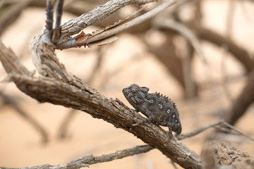 Chameleon in Dorob National Park