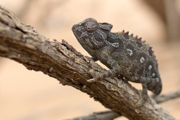 Chameleon in Dorob National Park