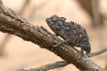 Chameleon in Dorob National Park